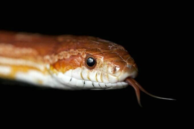 15 Serpents Les Plus Populaires Pour Les Animaux De Compagnie Avec Des Images