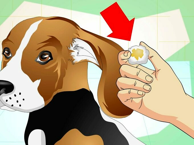 Cire D'oreille Smelly Dog Ears, Infections, Acariens Causes Et Traitements