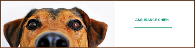 Examen De L'assurance Pour Animaux De Compagnie De L'ASPCA. Comment Peut-il Protéger Votre Portefeuille ?