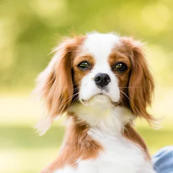 Fond Dcran De Llevage Dpagneuls Cavalier King Charles