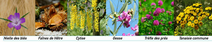 Guide D'Amaranthus Caudatus. Comment Prendre Soin Des Fleurs Sanglantes