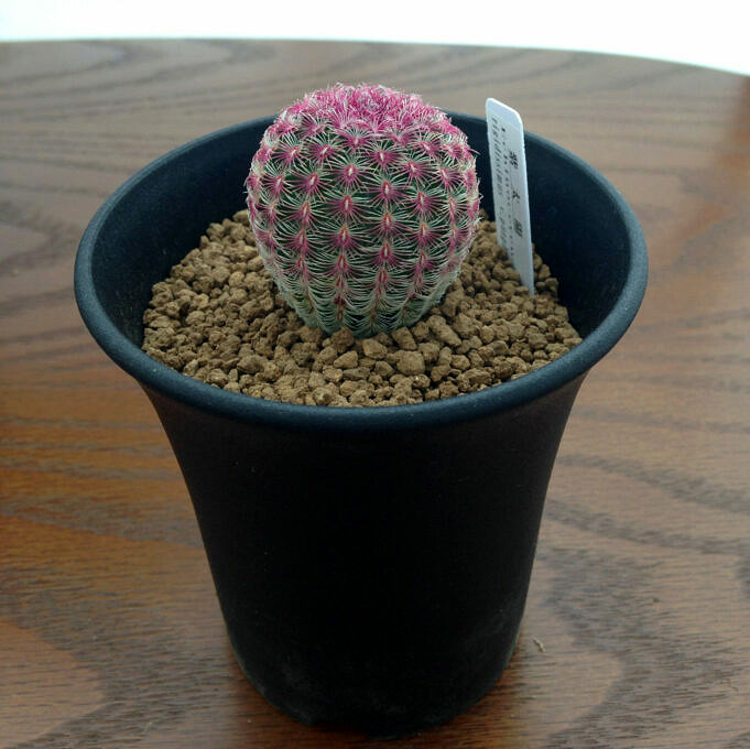 Guide Des Cactus Hérisson. Comment Prendre Soin D'Echinocereus Engelmannii