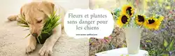 Le Shampooing Humain Et Le Gel Douche Sontils Sans Danger Pour Les Chiens