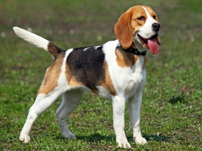 Les Beagles Sont ils Hypoallergeniques Voici Tout Ce Que Vous Devez Savoir