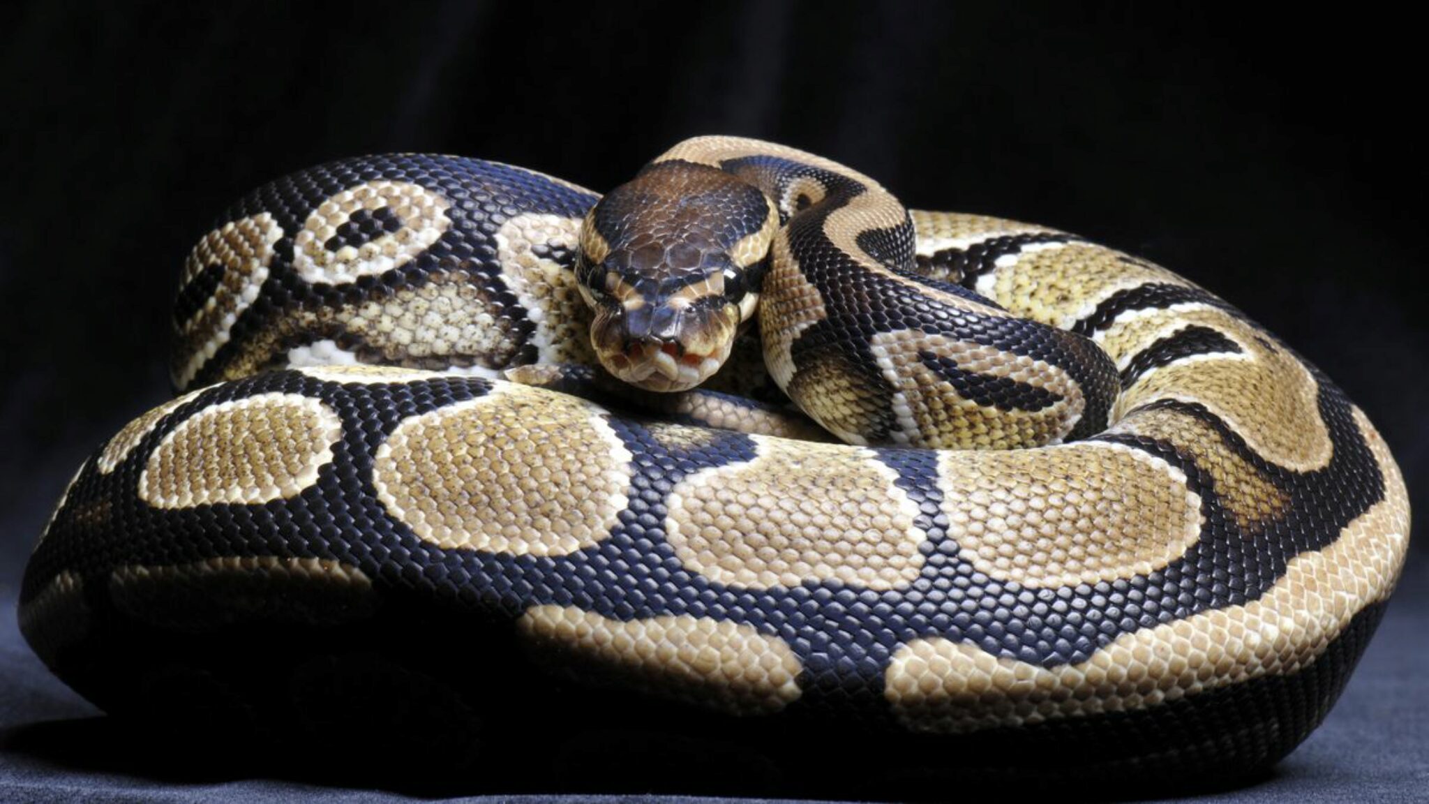 Les Pythons Royaux Sont ils Dangereux Ou Venimeux